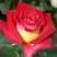 Роза ФРЕНДШИП чайно-гибридная в Слуцке