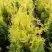 Туя ГОЛДЕН БРАБАНТ западная в Слуцке