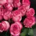 Роза КАРУСЕЛЬ чайно-гибридная в Слуцке