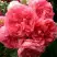 Роза РОЗАРИУМ ЮТЕРСОН плетистая в Слуцке