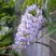 Глициния макростахия БЛЮ МУН в Слуцке
