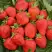 Клубника САН АНДРЕАС ремонтантная в Слуцке