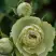 Роза ГРИН ДАЙМОНД миниатюрная в Слуцке