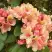 Рододендрон ФЛАУТАНДО в Слуцке