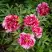 Пион РЕД ВИЗ ПИНК древовидный в Слуцке