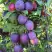 Слива БЛЮ СВИТ колонновидная в Слуцке