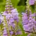 Физостегия РОЗЕЯ виргинская в Слуцке