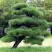 Сосна ТУНБЕРГА в Слуцке