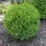 Туя ХОЗЕРИ западная в Слуцке