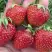 Клубника ВИМА ЗАНТА в Слуцке