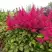 Астильба САННИ ДЕЙ гибридная в Слуцке