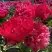 Пион БЕЛГРАВИЯ травянистый в Слуцке