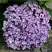 Гортензия АИША крупнолистная  в Слуцке