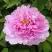 Пион ПРОЗРАЧНАЯ РОСА древовидный в Слуцке
