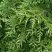Туя СМАРАГД ВАРИЕГАТА западная в Слуцке