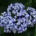 Гортензия АИША крупнолистная  в Слуцке