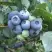 Голубика БЛЮЭТТА в Слуцке
