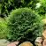 Туя ДАНИКА западная в Слуцке