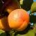 Абрикос СПАДЧЫНА в Слуцке