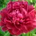 Пион КИТАЙСКИЙ ШЕЛК травянистый в Слуцке