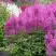 Астильба АМЕТИСТ Арендса в Слуцке
