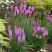 Лиатрис РОЗЕА колосковая в Слуцке