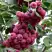 Рябина ТИТАН сладкоплодная  в Слуцке