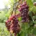 Виноград КИШМИШ ЗАПОРОЖСКИЙ в Слуцке