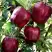 Яблоня РЕД ЧИФ в Слуцке