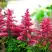 Астильба ЮНИК КАРМИН гибридная в Слуцке