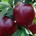 Яблоня РЕД ЧИФ в Слуцке