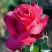 Роза ВИЕН РОУЗ чайно-гибридная в Слуцке