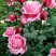 Роза ЭЙФЕЛЕВА БАШНЯ чайно-гибридная в Слуцке