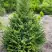 Ель КОМПАКТА обыкновенная в Слуцке