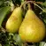Груша ГЕНЕРАЛ ЛЕКЛЕРК в Слуцке