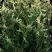 Туя ГОЛД ПЕРЛ западная в Слуцке