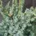 Можжевельник БЛЮ АЛЬПС китайский  в Слуцке