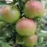 Яблоня МОСКОВСКОЕ ЗИМНЕЕ в Слуцке