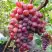 Виноград КРАСОТКА в Слуцке