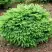 Ель НИДИФОРМИС обыкновенная в Слуцке