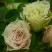 Роза ГРИН ДАЙМОНД миниатюрная в Слуцке