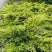Можжевельник ОЛД ГОЛД средний в Слуцке
