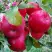 Яблоня АЙДАРЕД в Слуцке