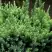 Можжевельник ХОЛГЕР чешуйчатый в Слуцке