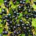 Смородина чёрная ИЗЮМНАЯ в Слуцке