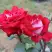 Роза АЛЬЯНС чайно-гибридная в Слуцке