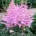 Астильба ГИАЦИНТ Арендса в Слуцке