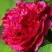 Пион НОЧНЫЕ ГРЕЗЫ древовидный в Слуцке
