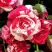 Роза ФАЙЕР ВОРКС миниатюрная в Слуцке