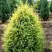 Можжевельник ГОЛД КОН обыкновенный в Слуцке